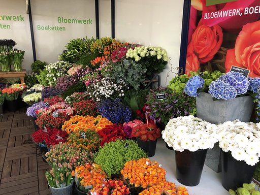 bloemen-plantenenzo2