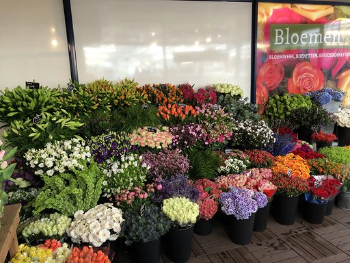 bloemen-plantenenzo5